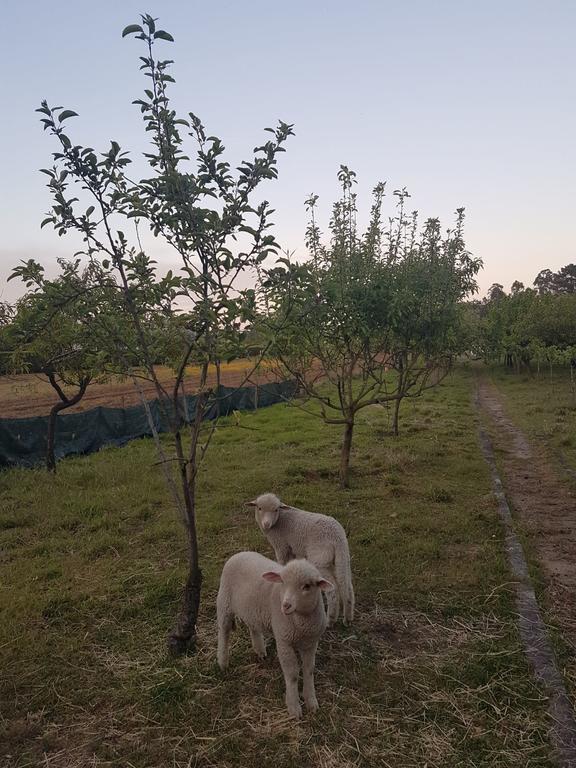 Quinta Da Lage Villa Barcelos Buitenkant foto