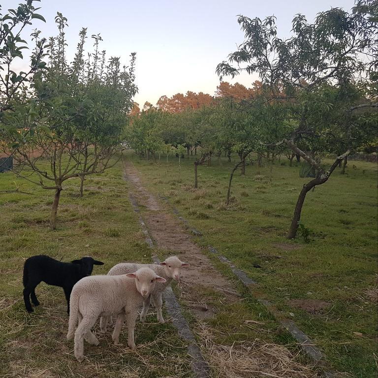 Quinta Da Lage Villa Barcelos Buitenkant foto