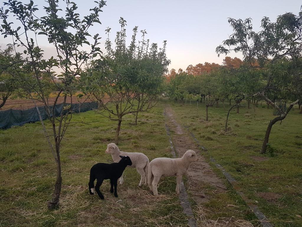 Quinta Da Lage Villa Barcelos Buitenkant foto